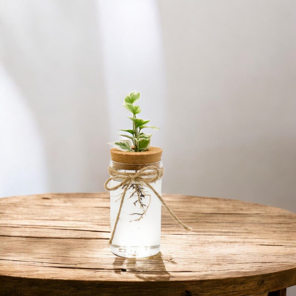 미미네아쿠아 긴원형 유리병 수경재배 세트 윌리아이비 6,500원