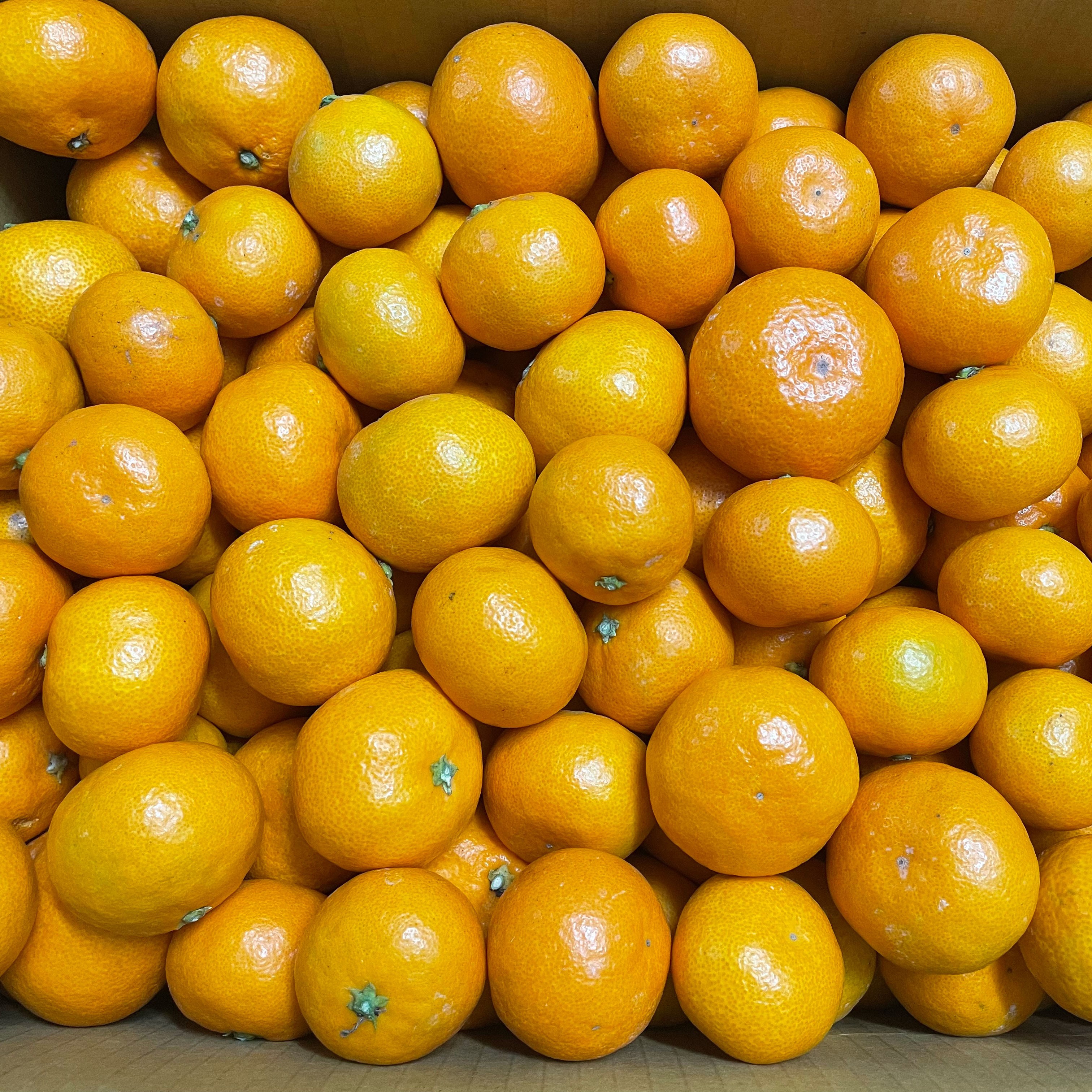 노지 감귤 새콤달콤 고당도 귤 밀감 5kg 24,200원