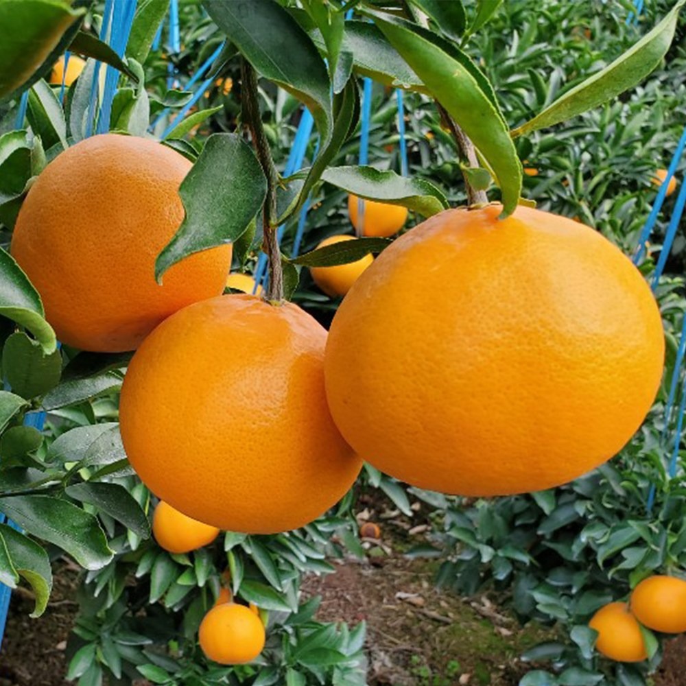 [단하루초특가] 재구매1등 고당도 제주도 천혜향, 1세트, 고당도 제주 천혜향 10kg 69,900원