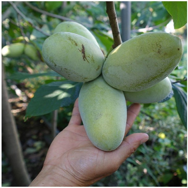 [1+1] 포포나무(N.C1)[접목1년/포트], 2개 52,000원