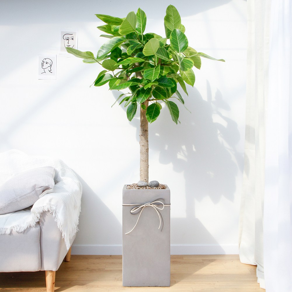 드셀플라워 금전수 돈나무 개업 화분 집들이 선물 승진 사무실 이전 병원 개원 식당 개업식 축하 화분 배달 당일배송 특대형 그레이 사각 경량화분, 1개, 7.특대형_뱅갈고무나무 그레이 사각 경량화분 159,000원