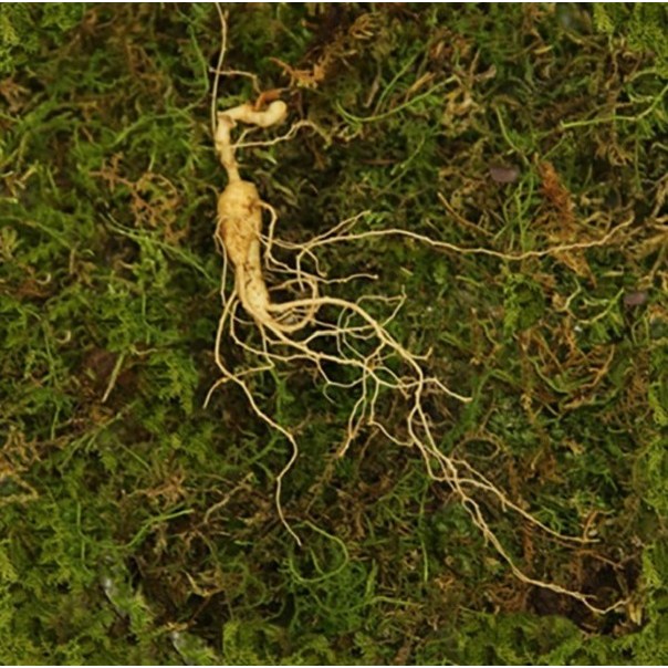 산들 산양산삼 11-12년근 15뿌리 1세트, 강원도횡성 산삼 산양삼 산양산삼 장뇌삼 설선물 부모님선물 건강식품, 1세트, 15뿌리 622,250원