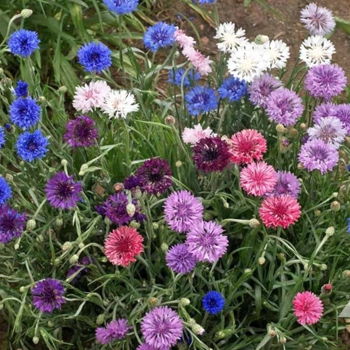 [꽃씨] 수레국화_혼합미니종 30립, 600개 23,940원