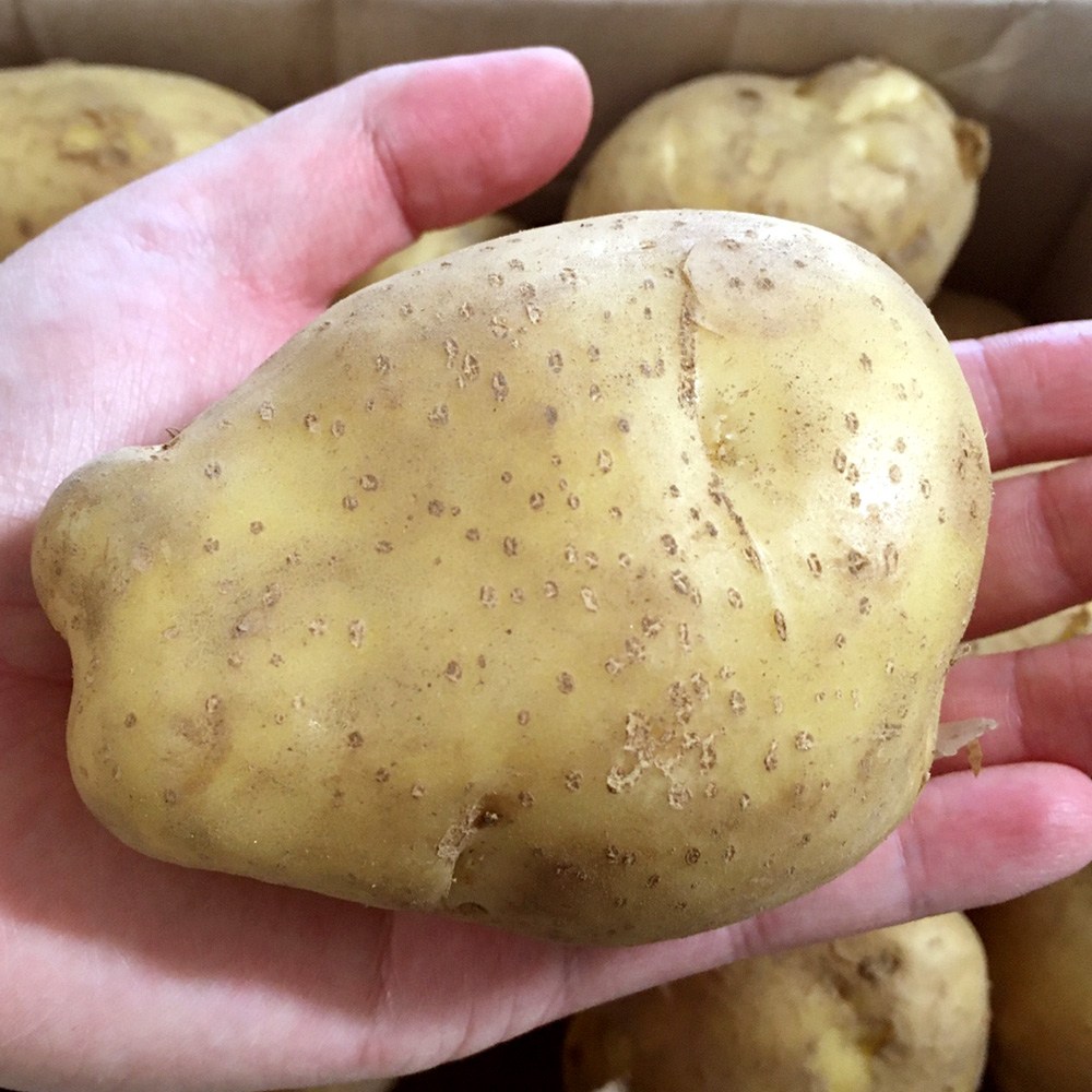 포슬포슬 알이 큰 감자 국내산 노지 수미 햇감자 11,900원