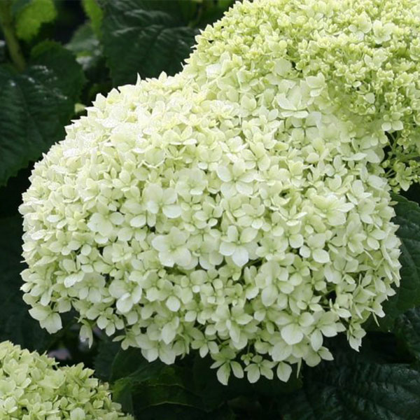 아나벨 수국나무 묘목 핑크아나벨 인크레더블 리메타 블랑쉐트 캔디벨마시멜로우 캔디벨버블껌 라임리키 목수국 핑카츄 리틀퀵파이어 40,000원