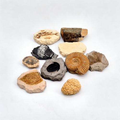 2026개정 화석표본 세트, 1개 120,000원