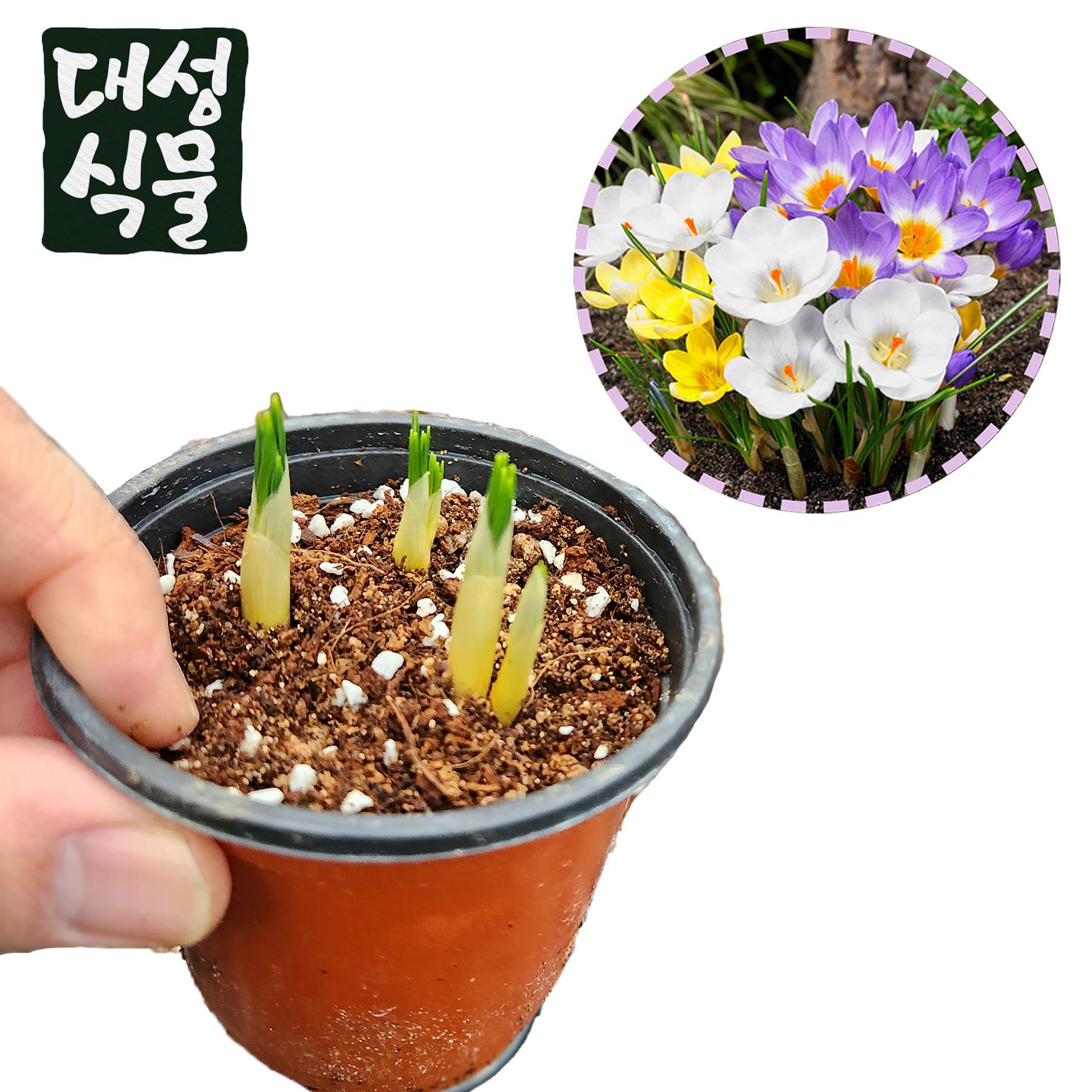 크로커스 포트 구근 3개입 가을 추식구근 노지월동식물 키우기 대성식물, 3개 10,900원