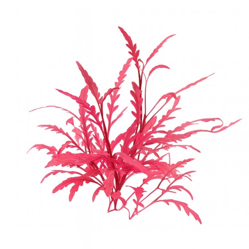 [수초대장] 하이그로필라 피나디피다 레드 대 (1촉) 활착수초 3,000원