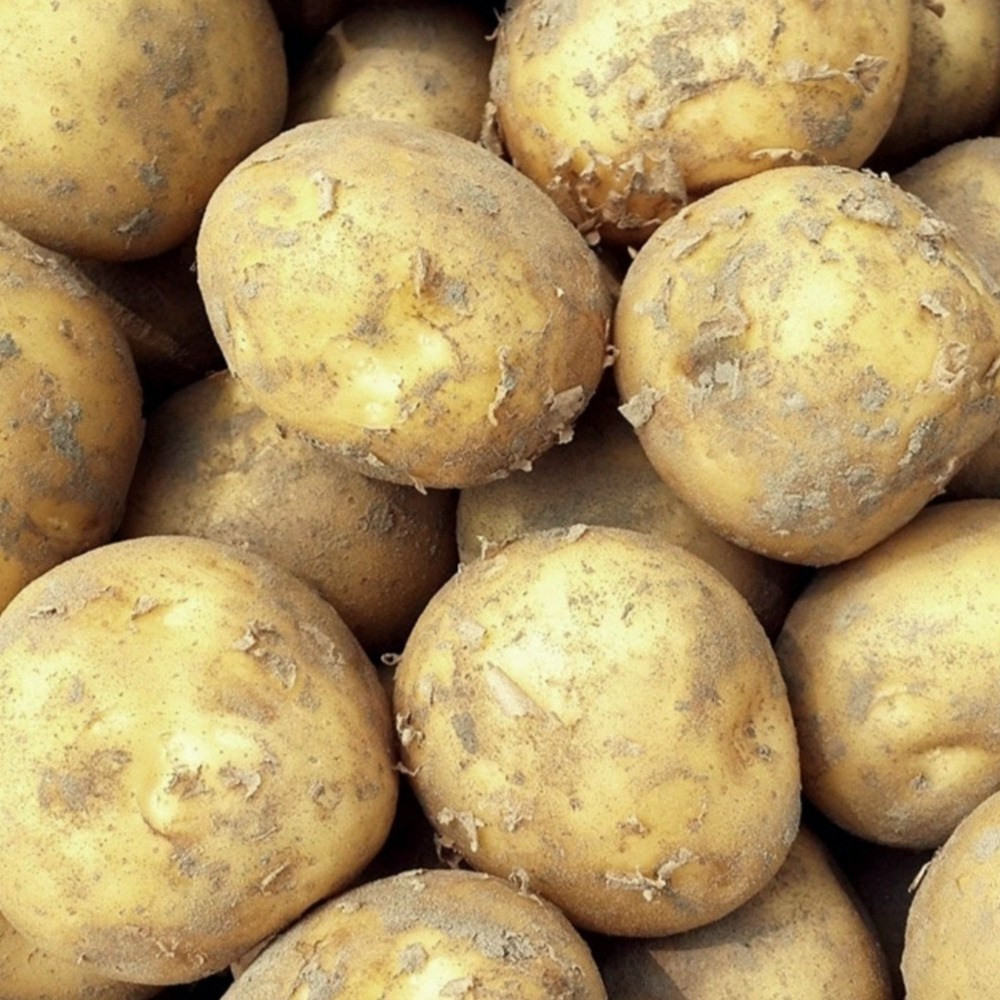 국내산 수미 감자 햇감자 15,900원