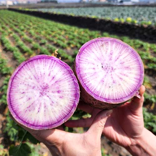 제주 자색무 보르도무 보라무우 3kg 5kg, 1개 9,900원