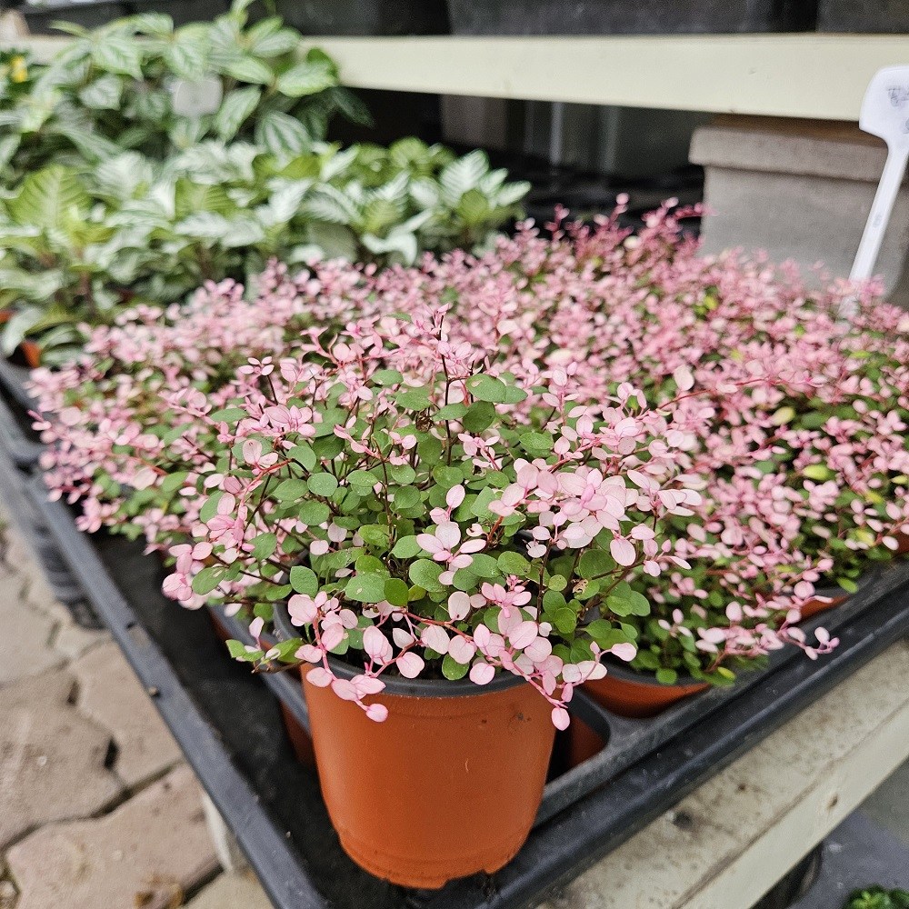 뮤렌베키아 실내공기정화식물 핑크트리안 트리안키우기, 1개 5,000원