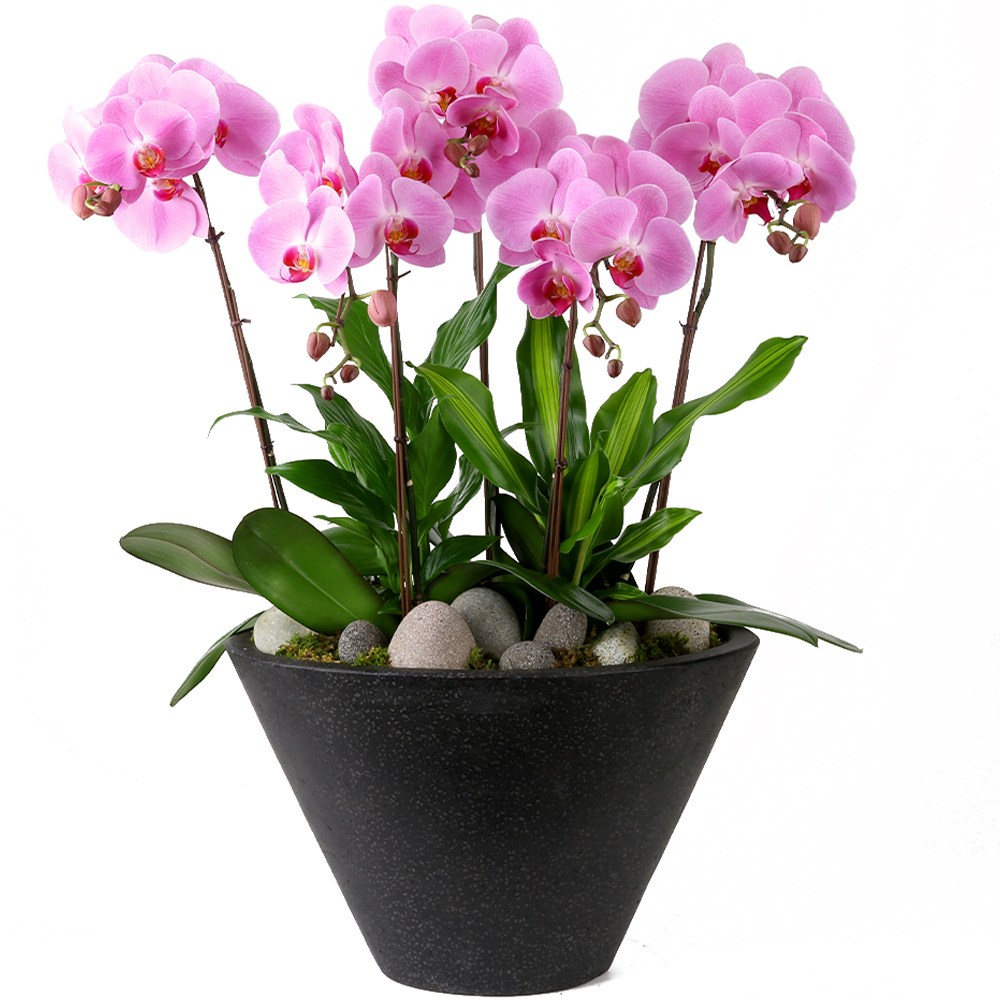 119플라워 (당일배송) 핑크호접 인테리어 추천상품 ST-H474 서양난 미니호접 호접난 행사용 환갑 승진 영전 전시회 개업 전국꽃배달 생일 기념일 꽃선물 꽃배달 116,400원