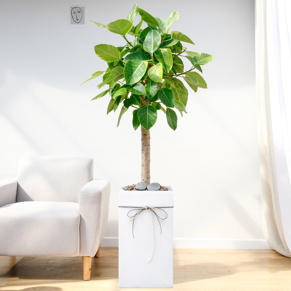 드셀플라워 금전수 돈나무 개업 화분 집들이 선물 승진 사무실 이전 병원 개원 식당 개업식 축하 화분 배달 당일배송 대형 화이트 사각 시멘트 119,000원