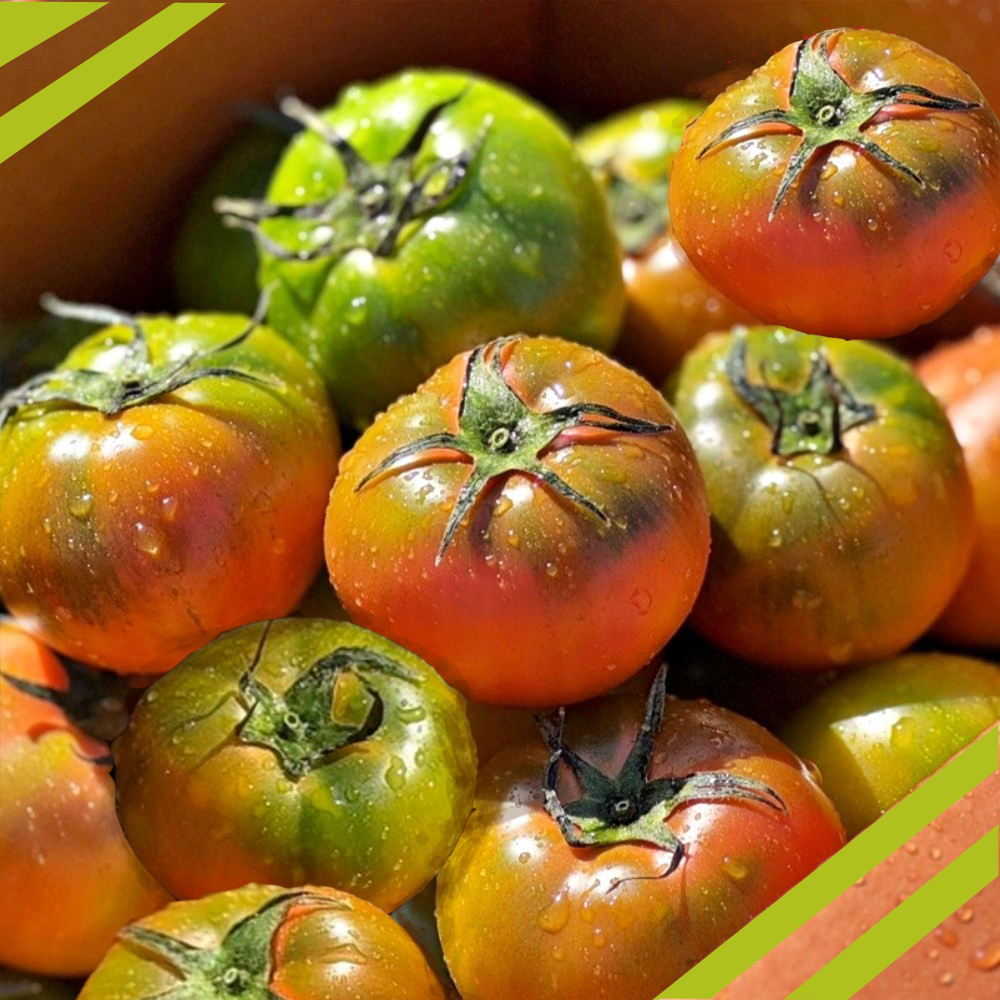 한입에 쏙 대저 짭짤이 토마토 프리미엄 로얄과 2.5KG 48,180원