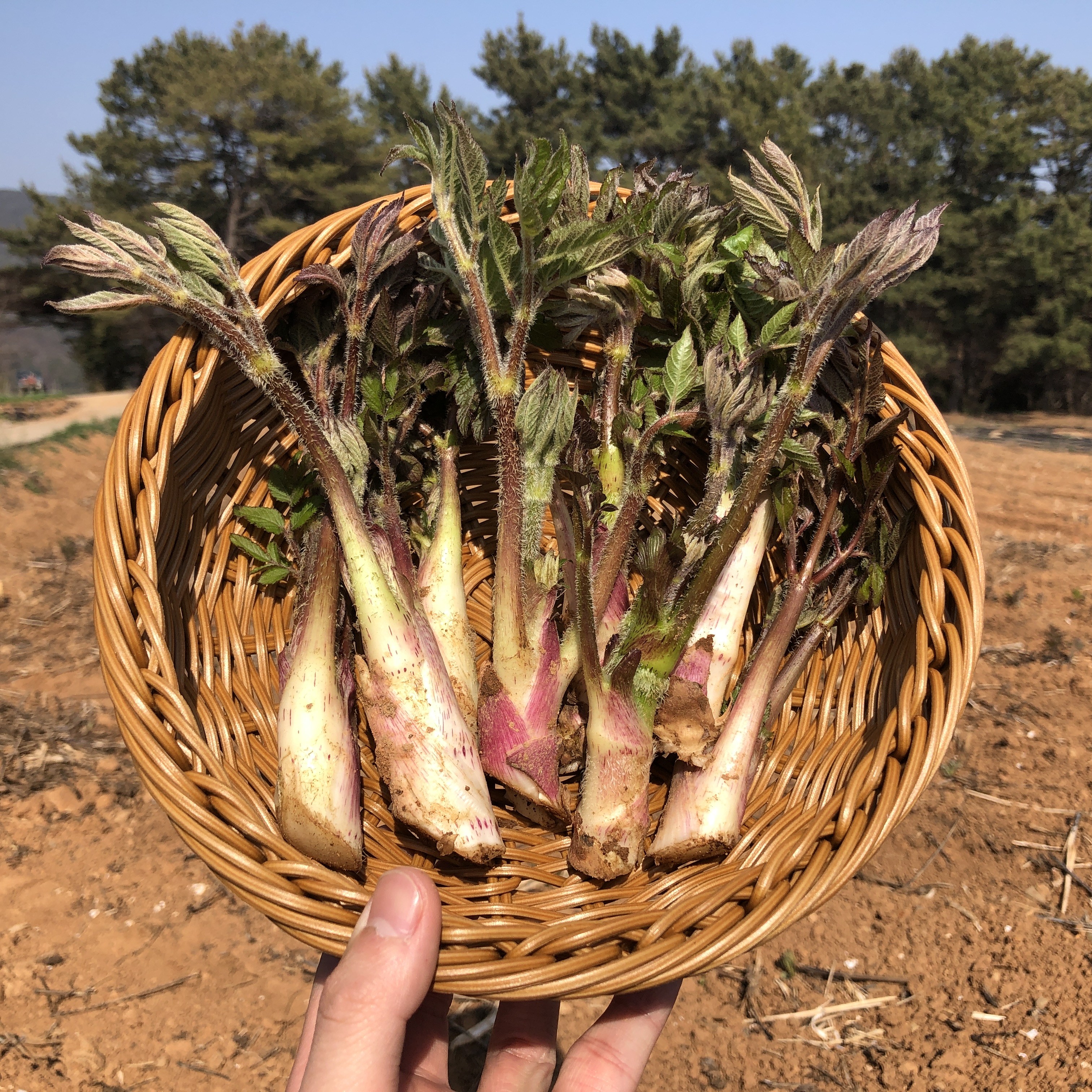 노씨고집 26년 국내산 노지 남해 땅두릅 38,800원