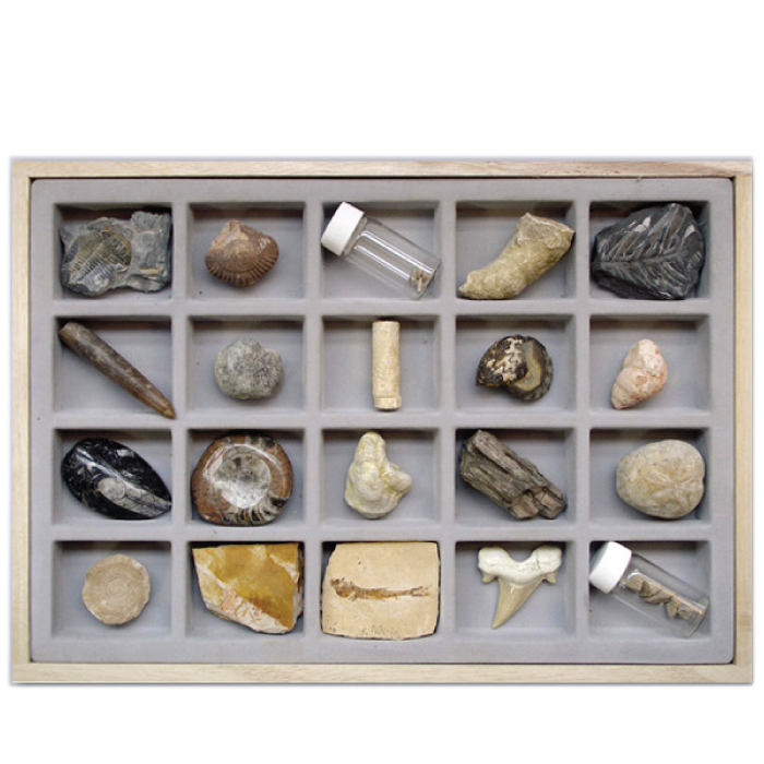 화석표본 IV 20종 180,040원