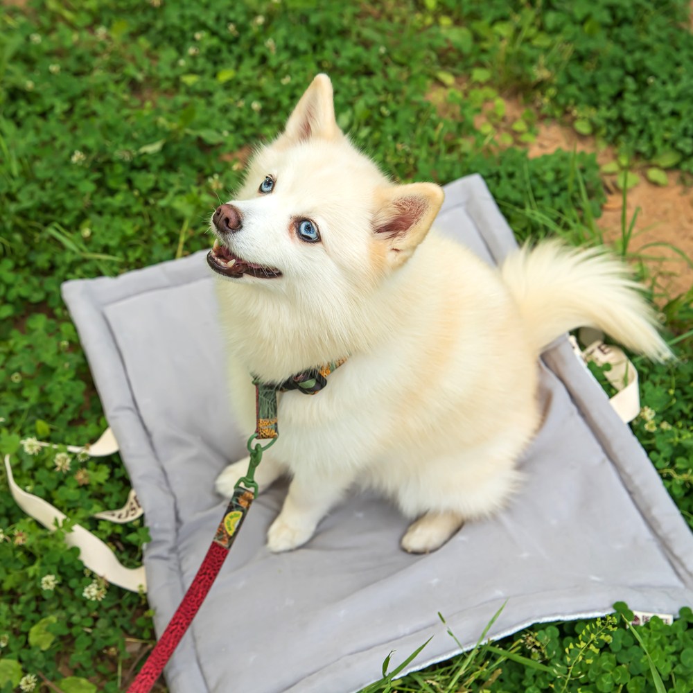 올마이펫 강아지 산책매트 휴대용 피크닉 쿨방석, 핑크, 1개 21,900원