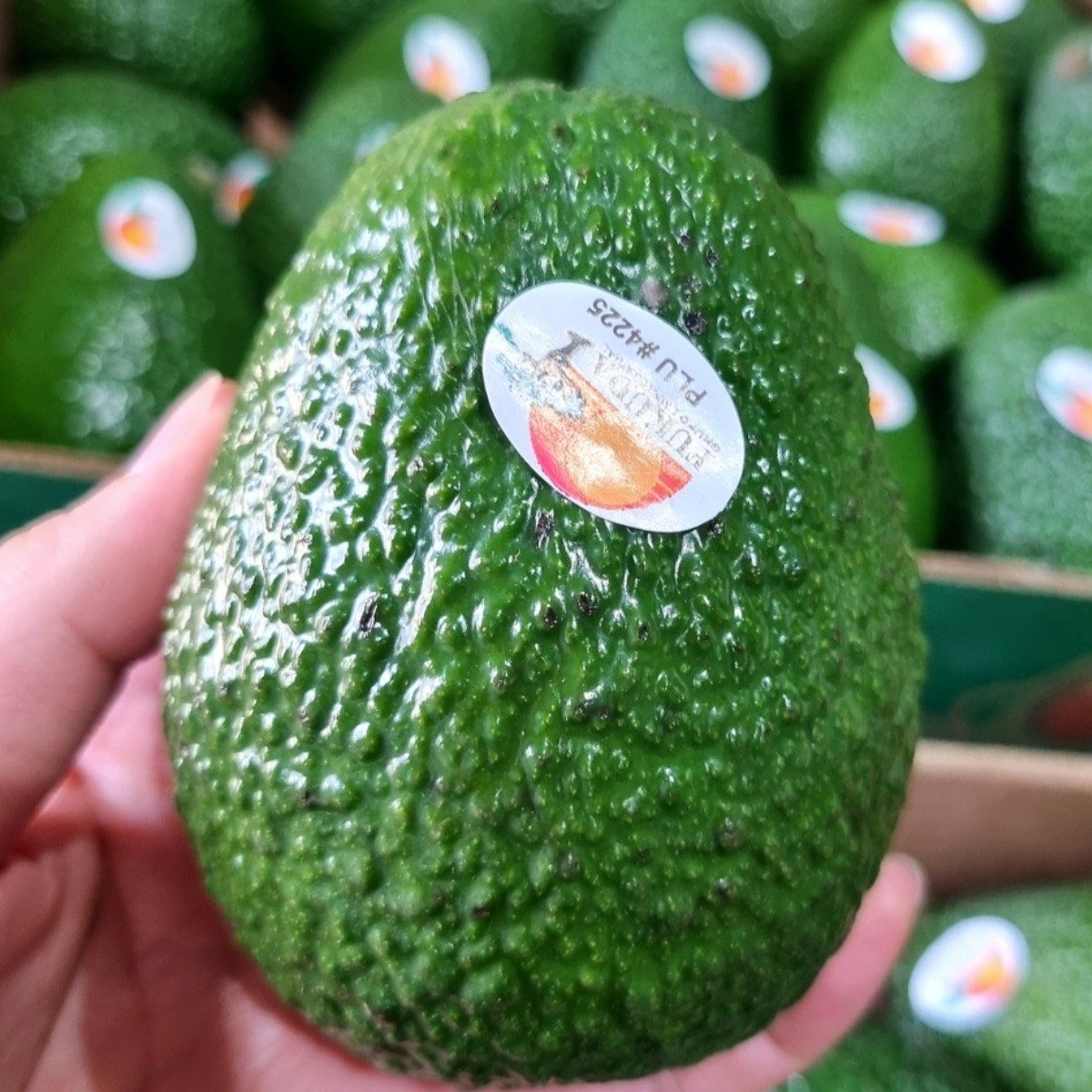 프리미엄 아보카도 생과 슈퍼푸드 담백 고소 천연버터, 24개, 아보카도 대과(220g내외) 87,290원