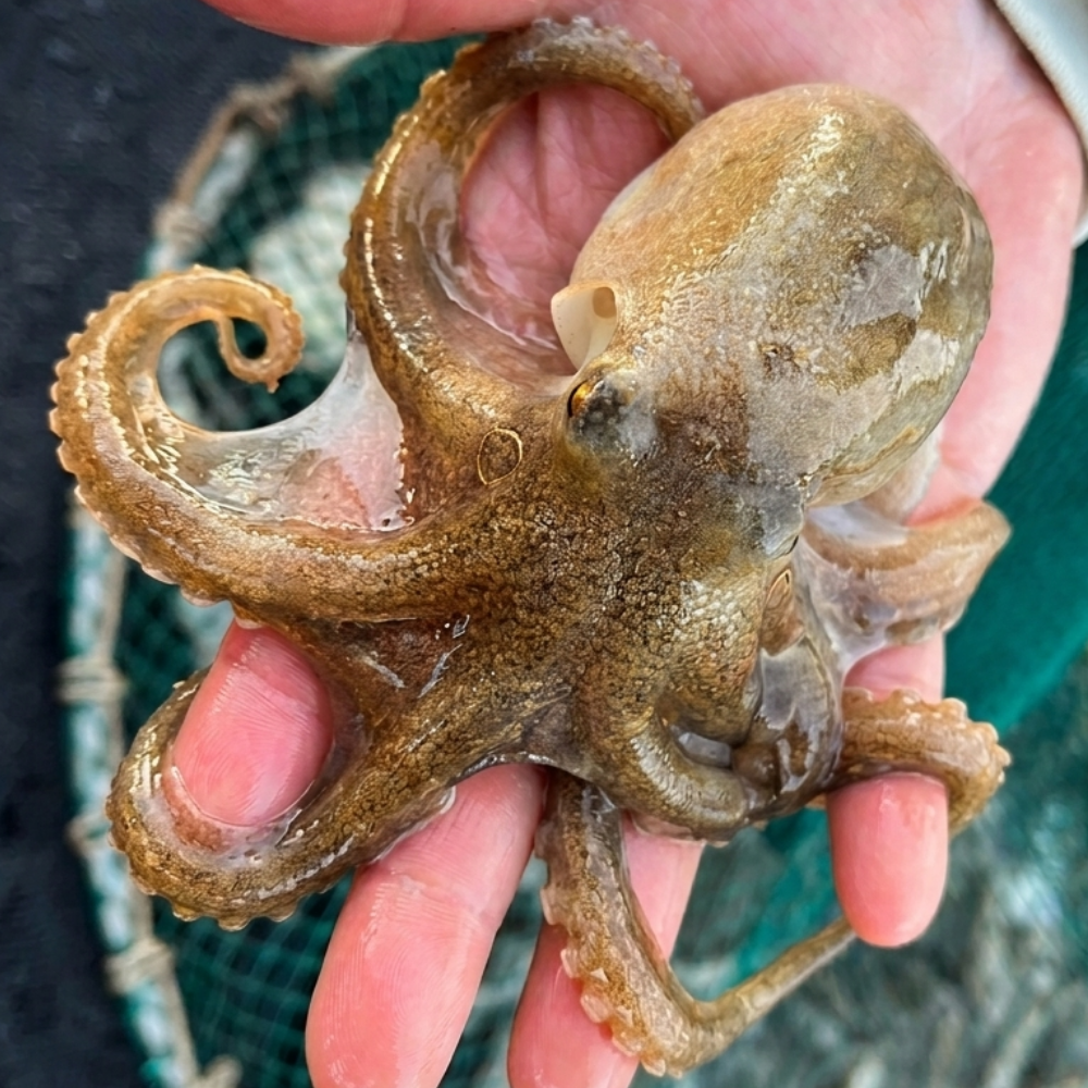 [당일조업] 국내산 생물 활 쭈꾸미 알쭈꾸미, 현재가 41,900원