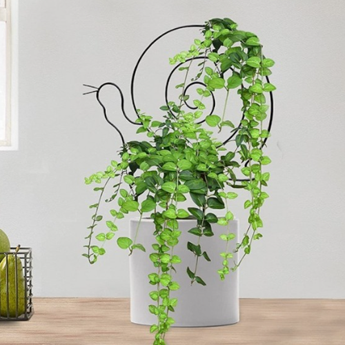 예따여기 달팽이 원형 식물 지지대 블랙 7,050원