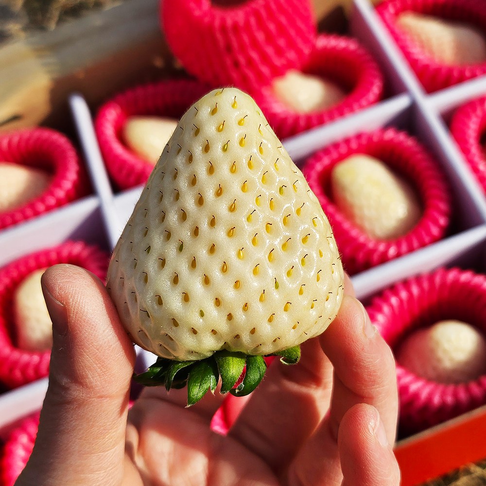 당일수확 당도보장 겨울 신데렐라 딸기 만년설 하얀딸기 49,900원