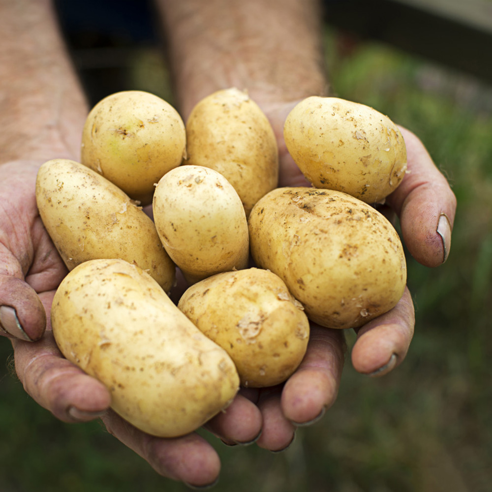 지금수확중 26년 수미 햇 감자 2kg 3kg 5kg 10kg 간식 수미감자 23,900원