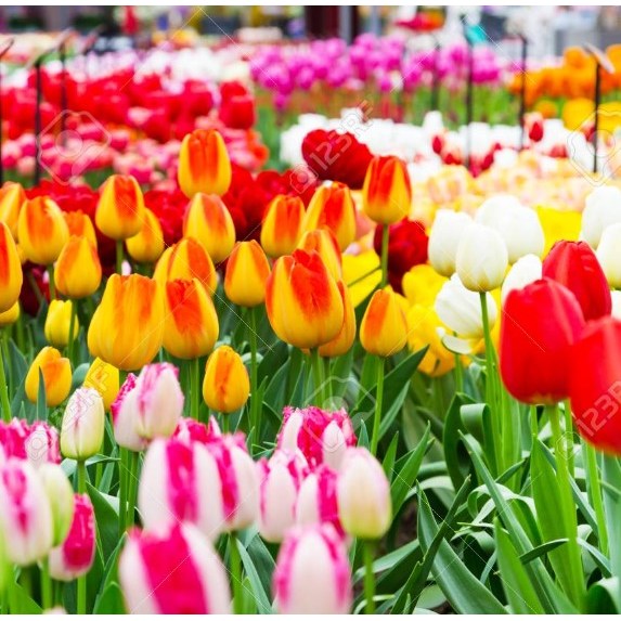 튤립 구근 혼합 16,900원