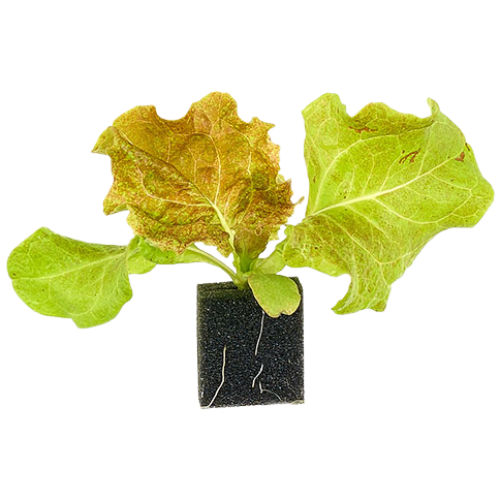 자람홈미니 수경재배 꽃상추(적축면) 모종, 6개 6,200원