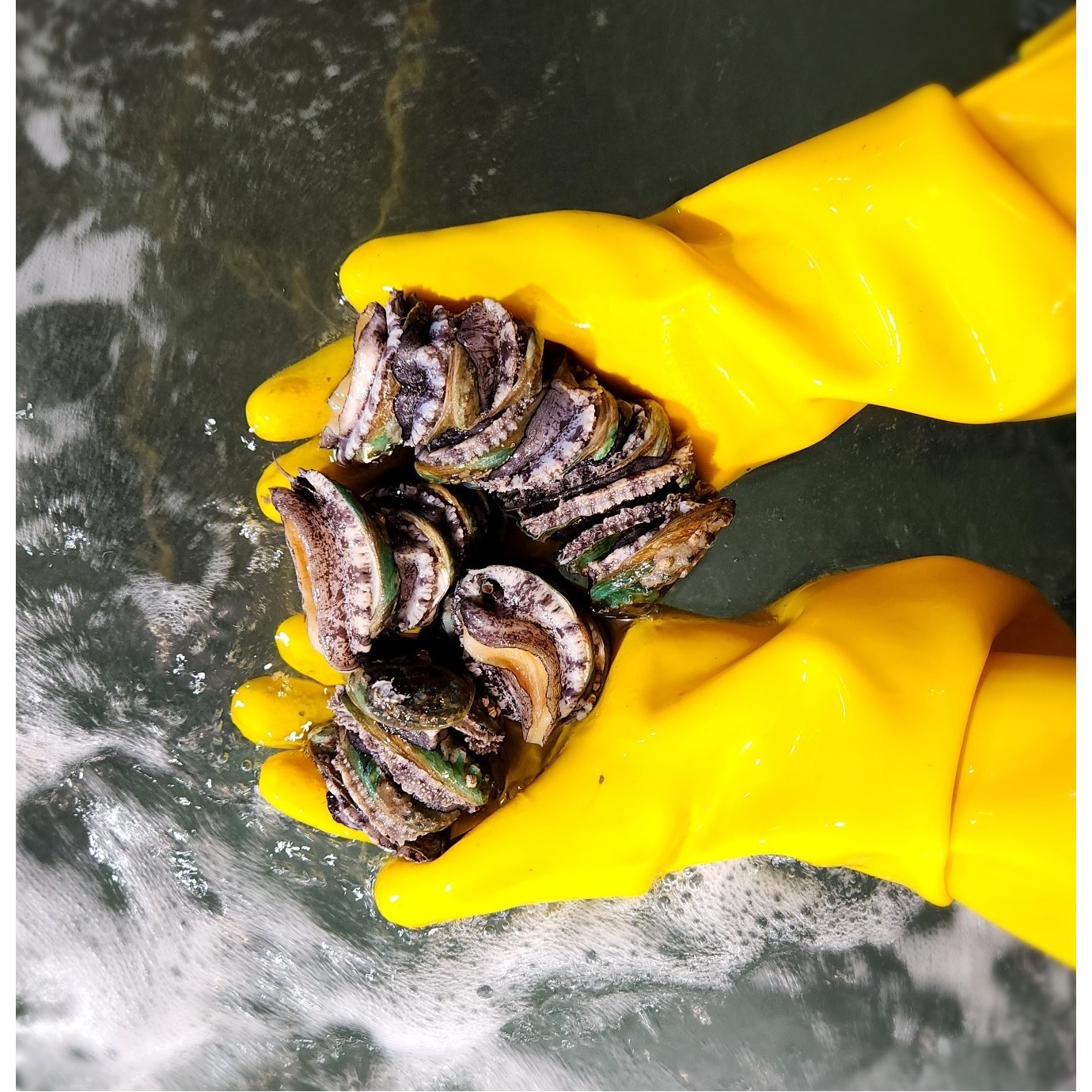 [완도 산지직송] 활 꼬마전복 1kg(50-70미) 라면 미니 꼬마 부터 왕특대 선물세트 25,900원