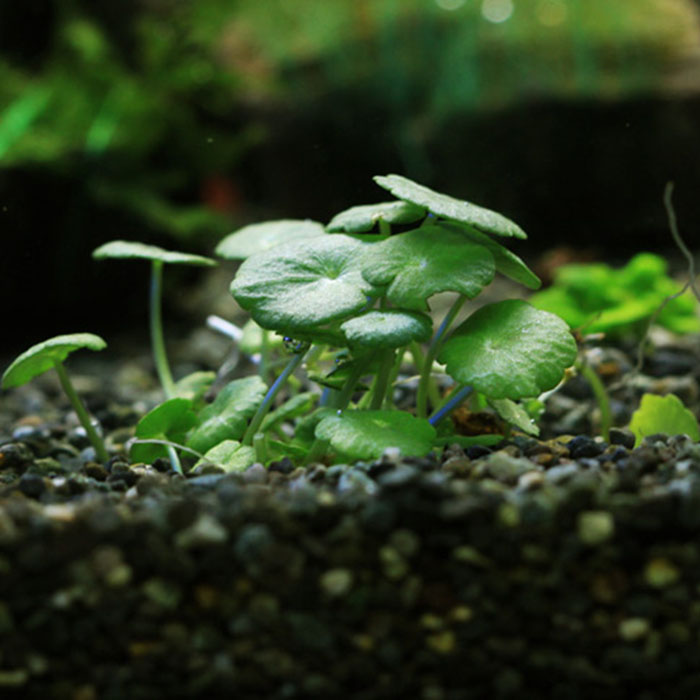 피알피쉬 대용량수초 15종 / 전경수초 미니 워터 머슈룸 30촉 7,220원