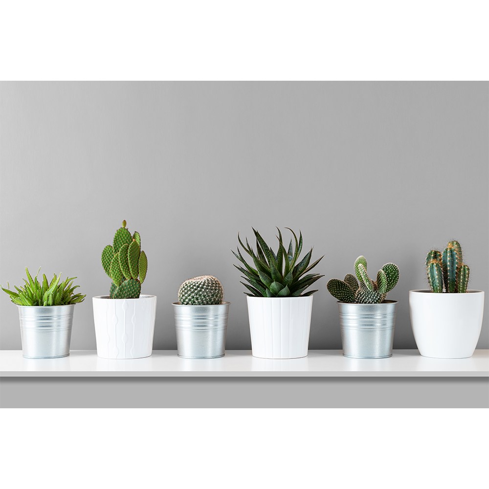 코나 주방아트보드 가스렌지 인덕션 가드 가림막 기름튐방지 선인장정원 39,900원