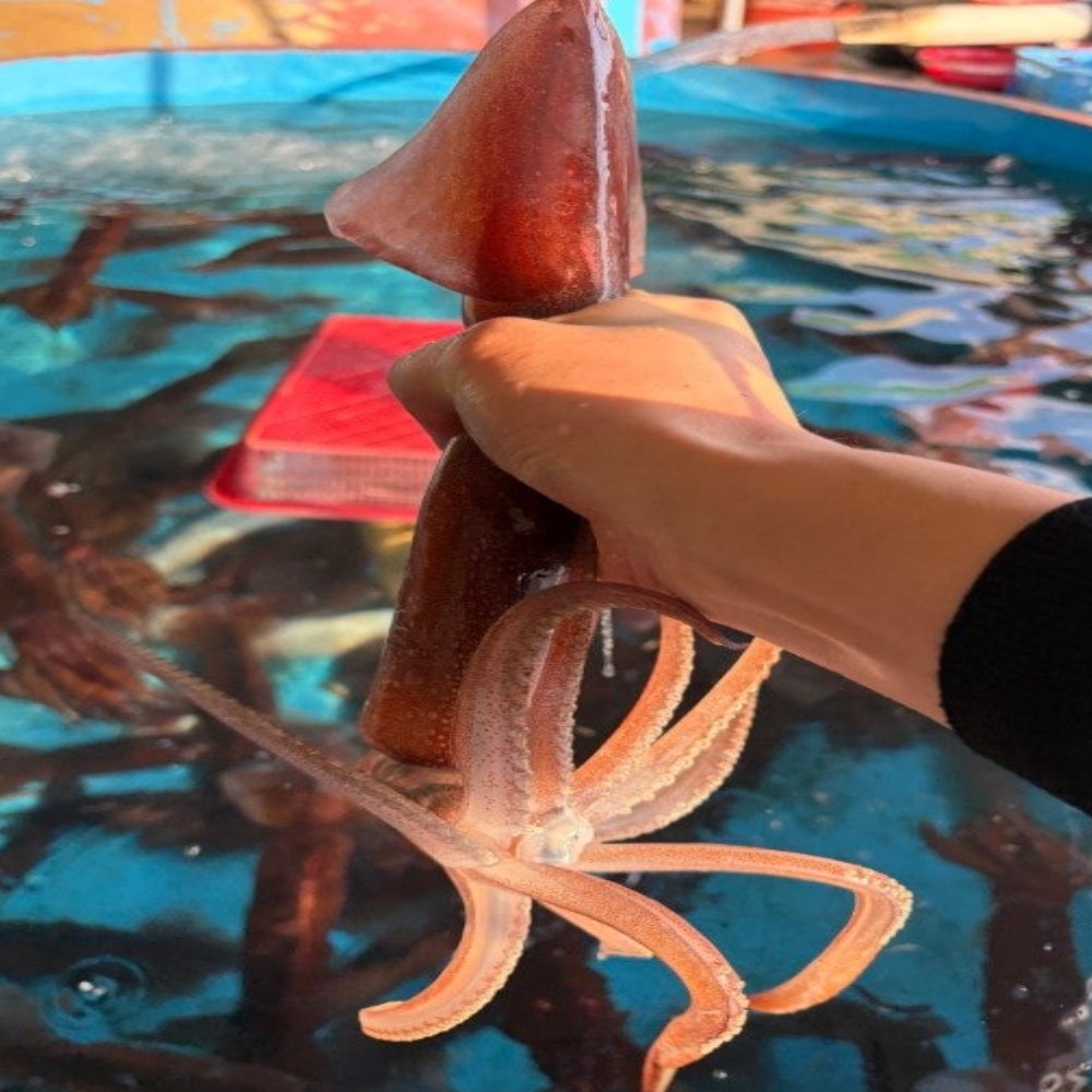 금메달농수산 국내산 대사이즈 정품 초코오징어 19,500원