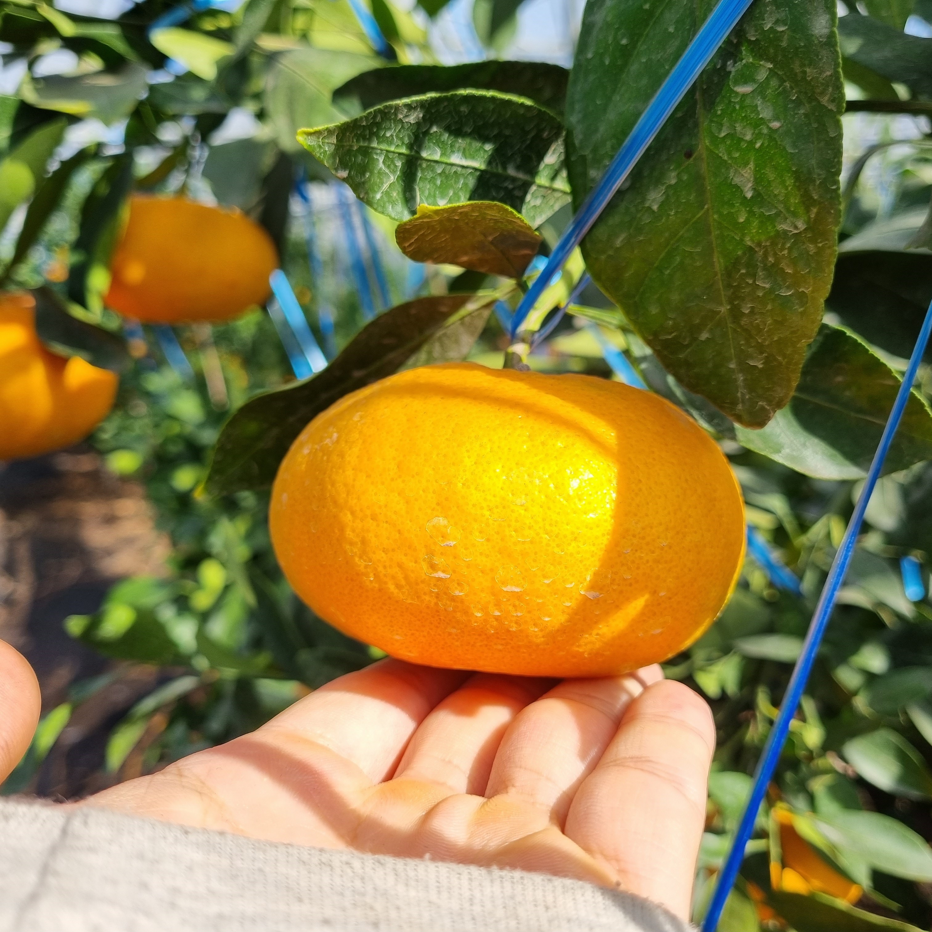 햇 돌담농장 제주 레드향 가정용, 1박스, 4.5kg 45,900원