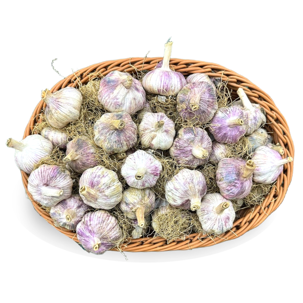 [한끼 채소]국내산 대서마늘, 1개 40,010원