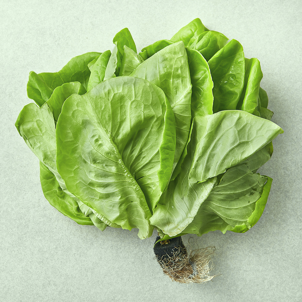 뿌리가 생생한 친환경 버터헤드레터스 2,980원