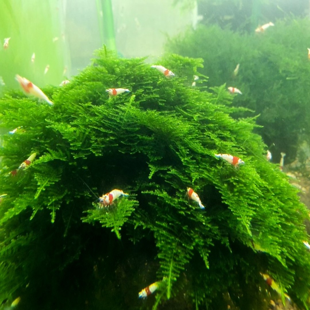 수초킹 키우기 쉬운 초보수초 삼각모스 (자와모스) 5cm*5cm 활착판 14,250원