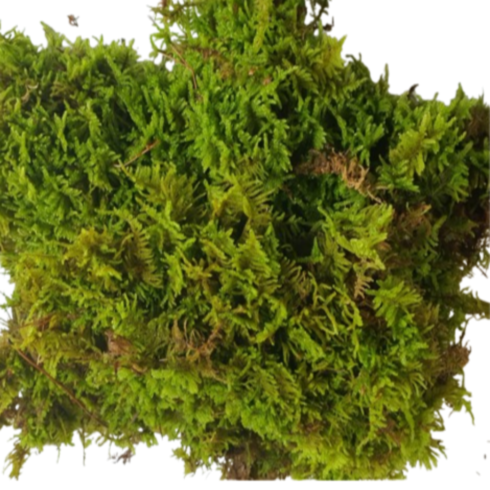 이끼 24cm*18cm 팩 천연생이끼 털깃털이끼 고급화분장식 테라리움 13,500원