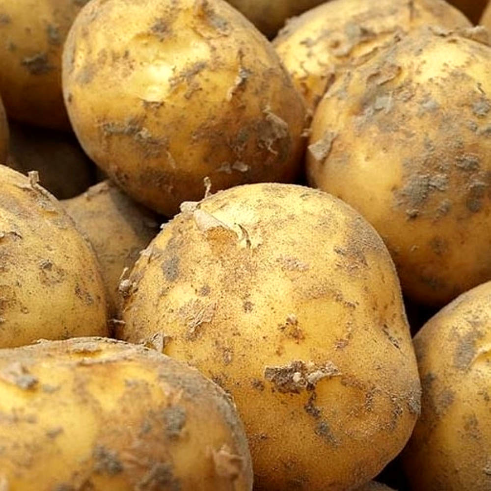 이모뜰 국내산 강원도 수미 감자 6,900원