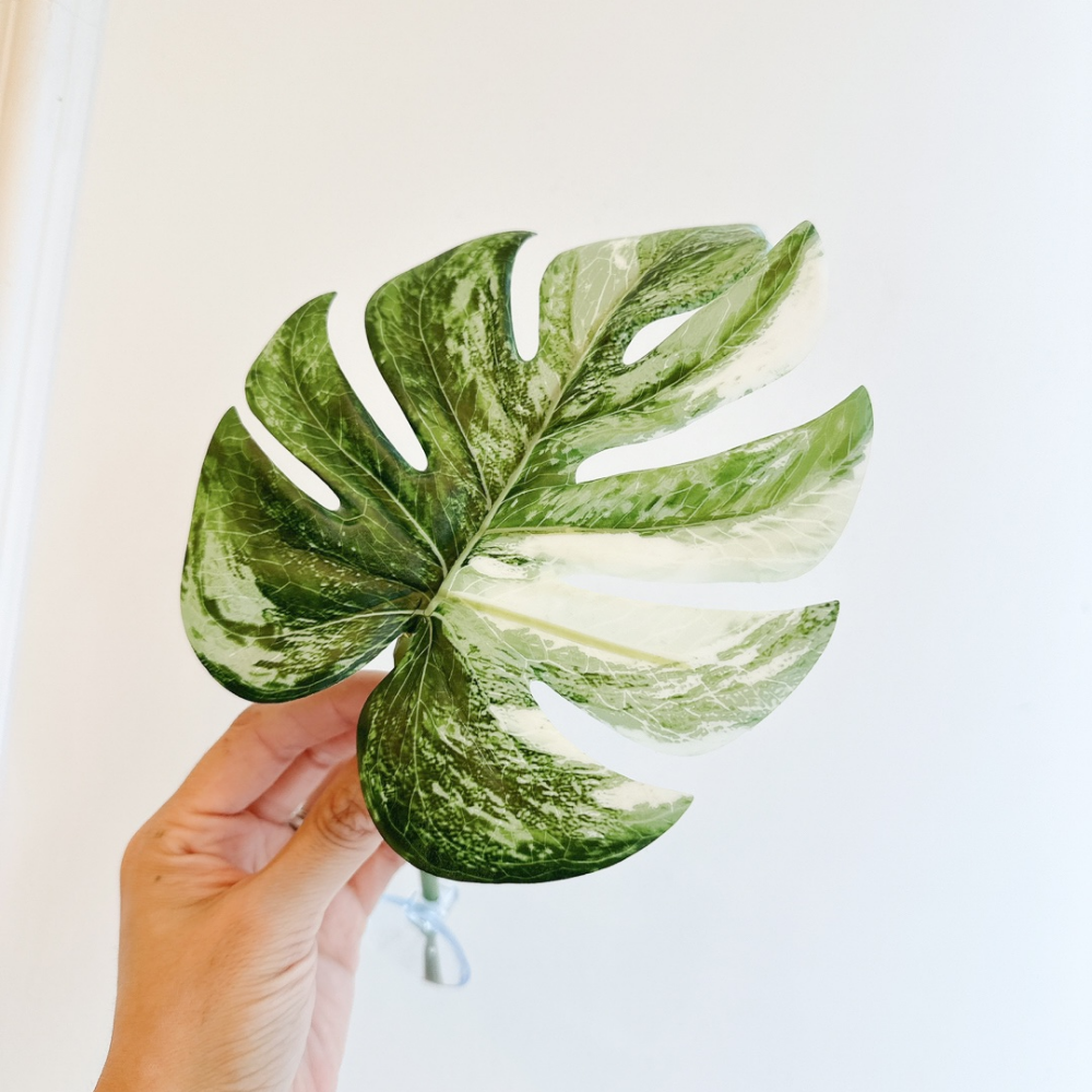 도마뱀 게코 몬스테라 알보 인조식물 나뭇잎장식 2,500원