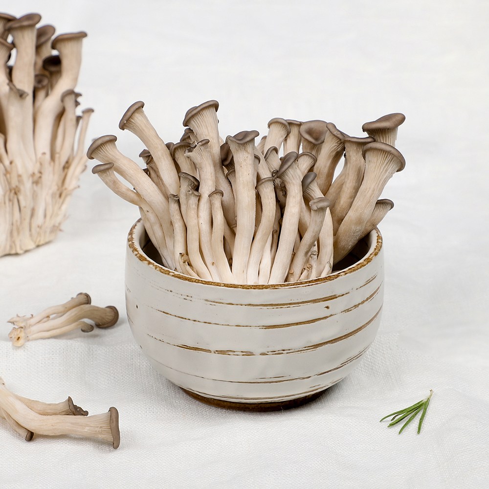 {용이네}산지직송 무농약 느타리버섯 애느타리버섯 모음전 새송이버섯 표고버섯 팽이버섯 느타리버섯 GAP인증, 1개, 1kg(5팩) 9,900원