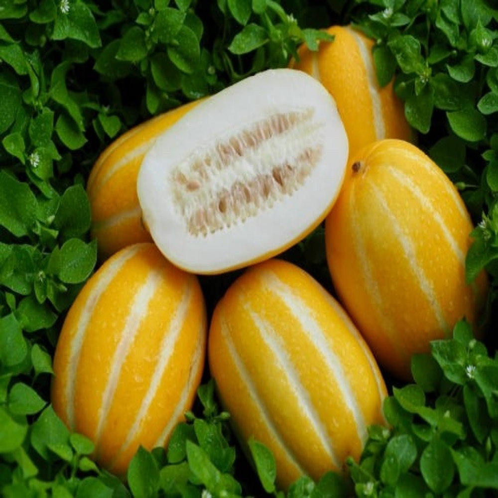 (찬별스토어)산지직송 배송 싱싱하고 아삭한 성주 꿀 참외(가정용) 41,500원