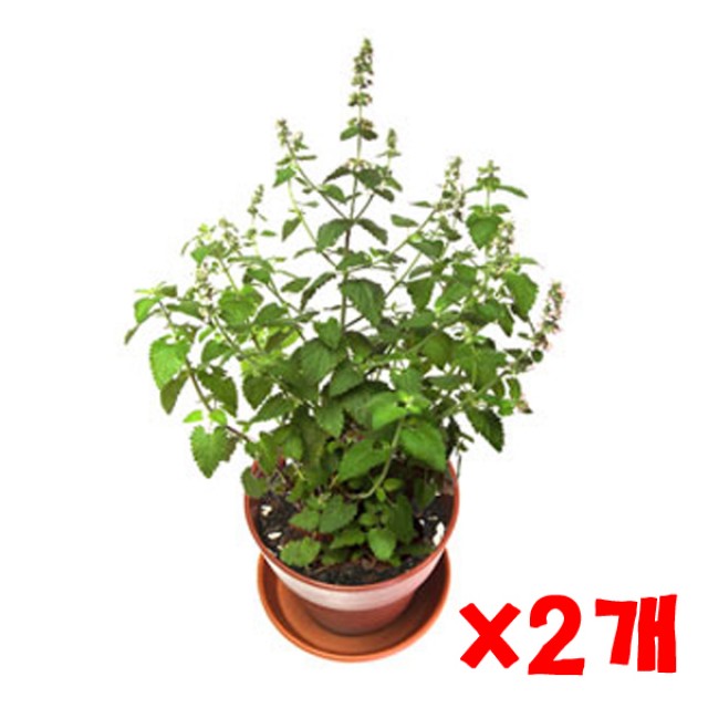 펫모닝 캣닙 화분재배세트 2개 캣닢키우기세트 고양이 7,000원