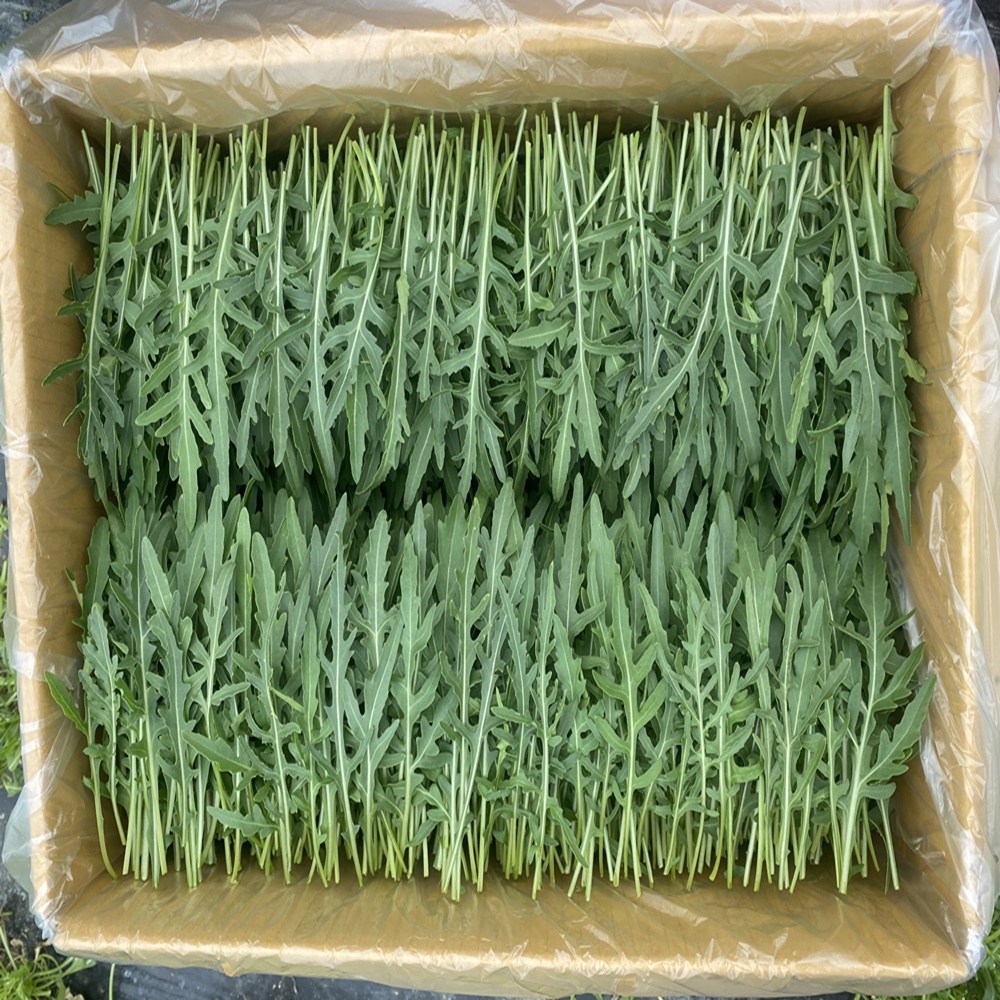 당일수확한 와일드 루꼴라 1kg 당일발송, 1개, 1kg 19,000원