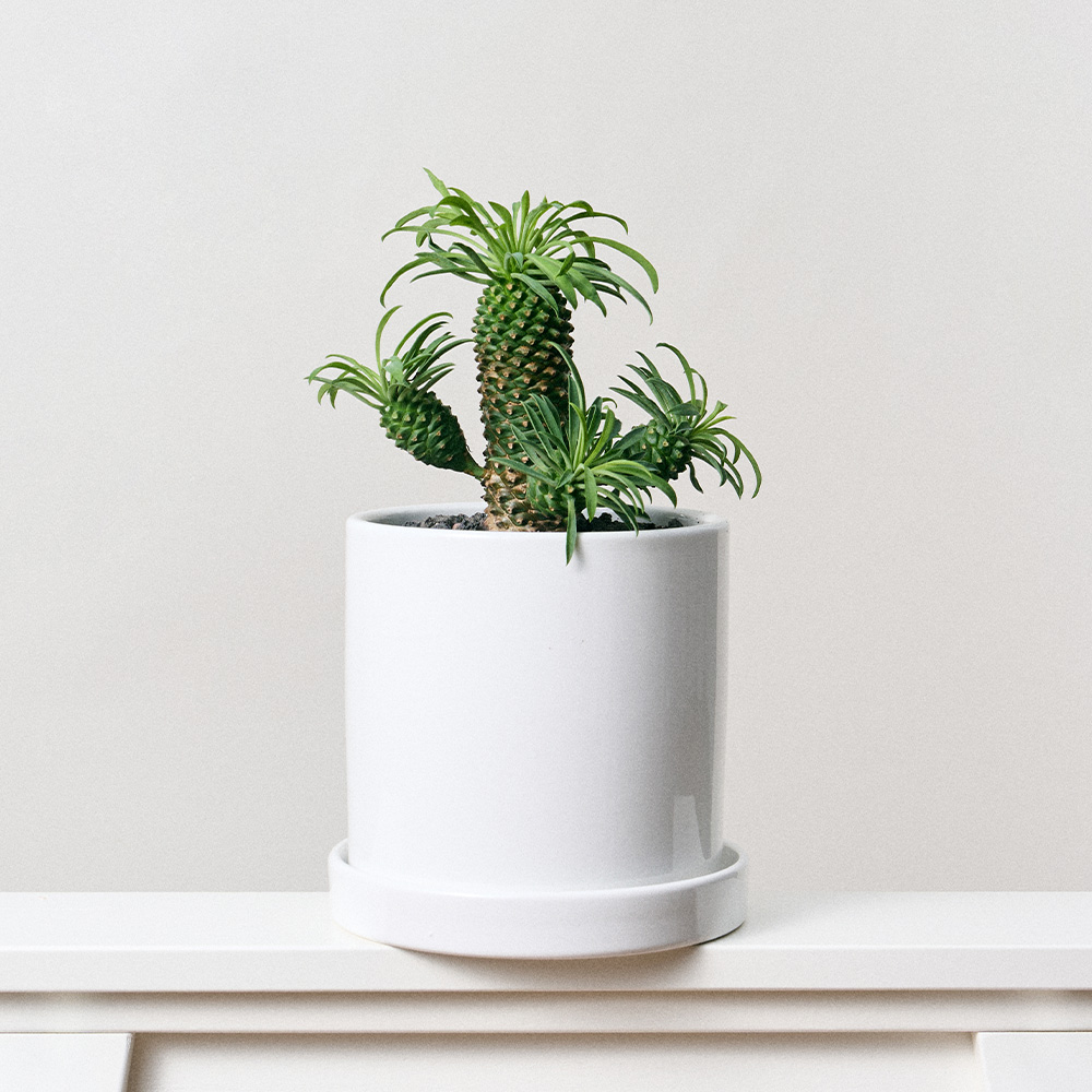 [로켓프레시] 코코도르팜 도자기 화분 중형 + 괴마옥 파인애플선인장 세트, 그린, 1세트 17,800원