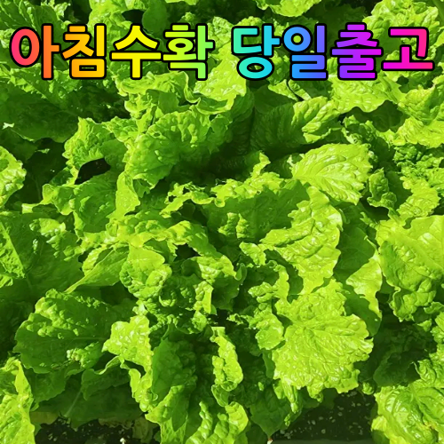 [소소한농장] 당일수확 당일배송 국내산 청상추 13,000원