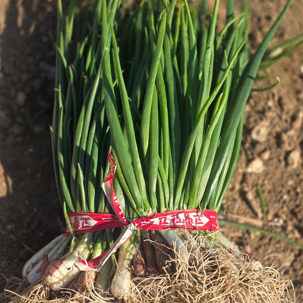 [여수] 국내산 흙쪽파 신선 햇쪽파, 1kg, 1개 14,900원