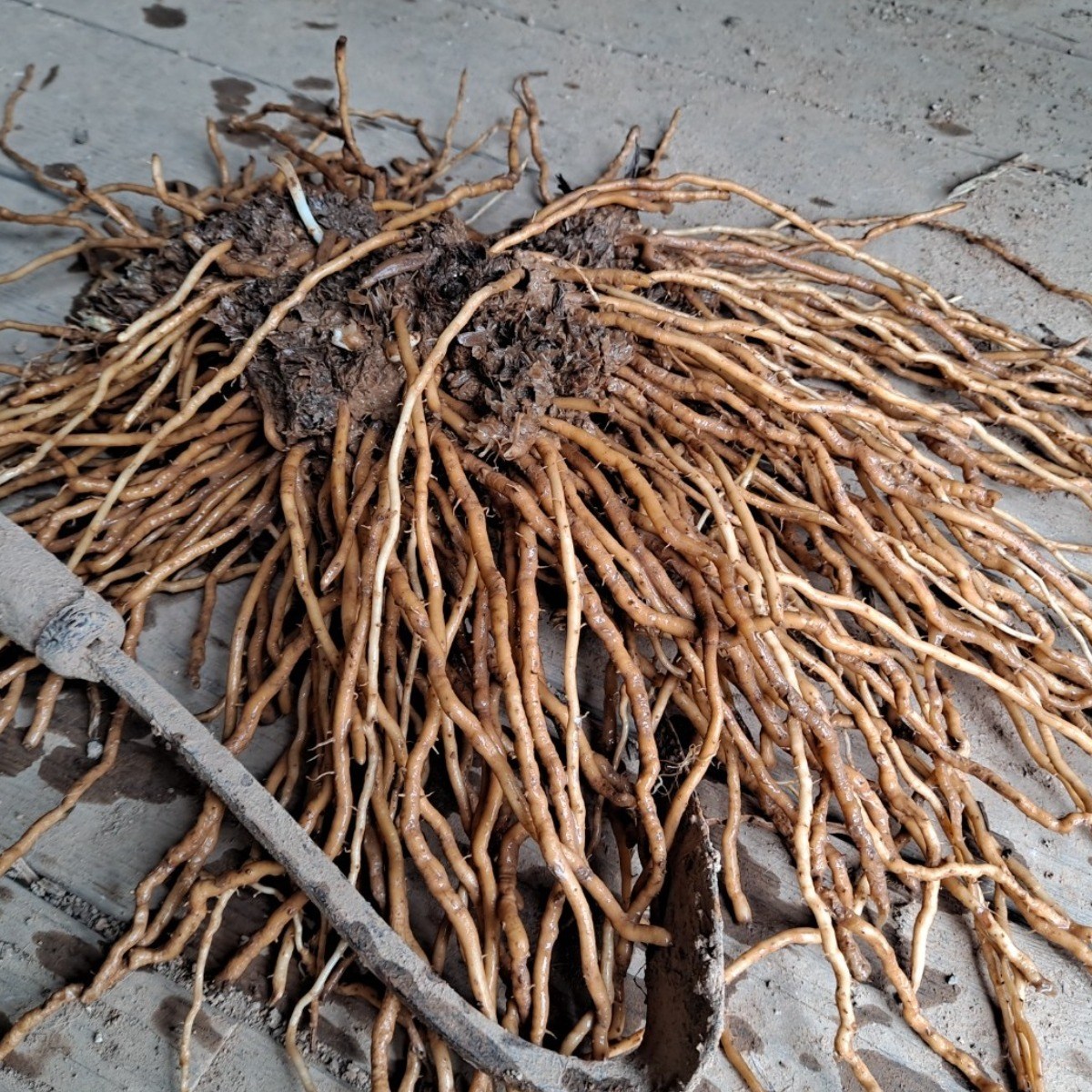 아스파라거스 종근 모종 구근 뿌리 4년생 텃밭재배 가정용 키우기 체험용 등, 1개 20,000원