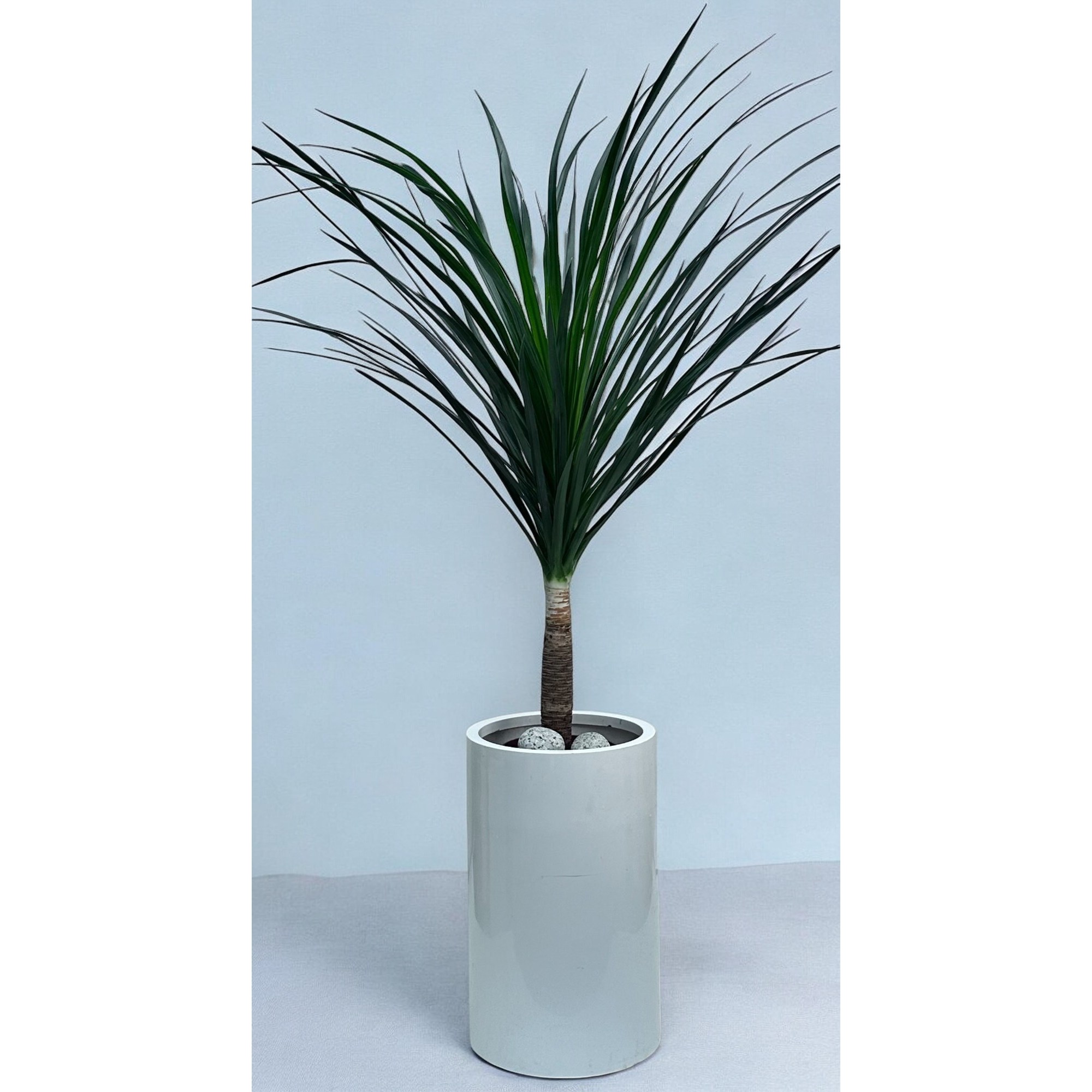 세종금전수 돈나무 전국당일배송 세종 천안 청주 개업화분 사무실이전 병원개원 식당 카페 꽃배달, 1개, 12_드라코_대형 139,000원