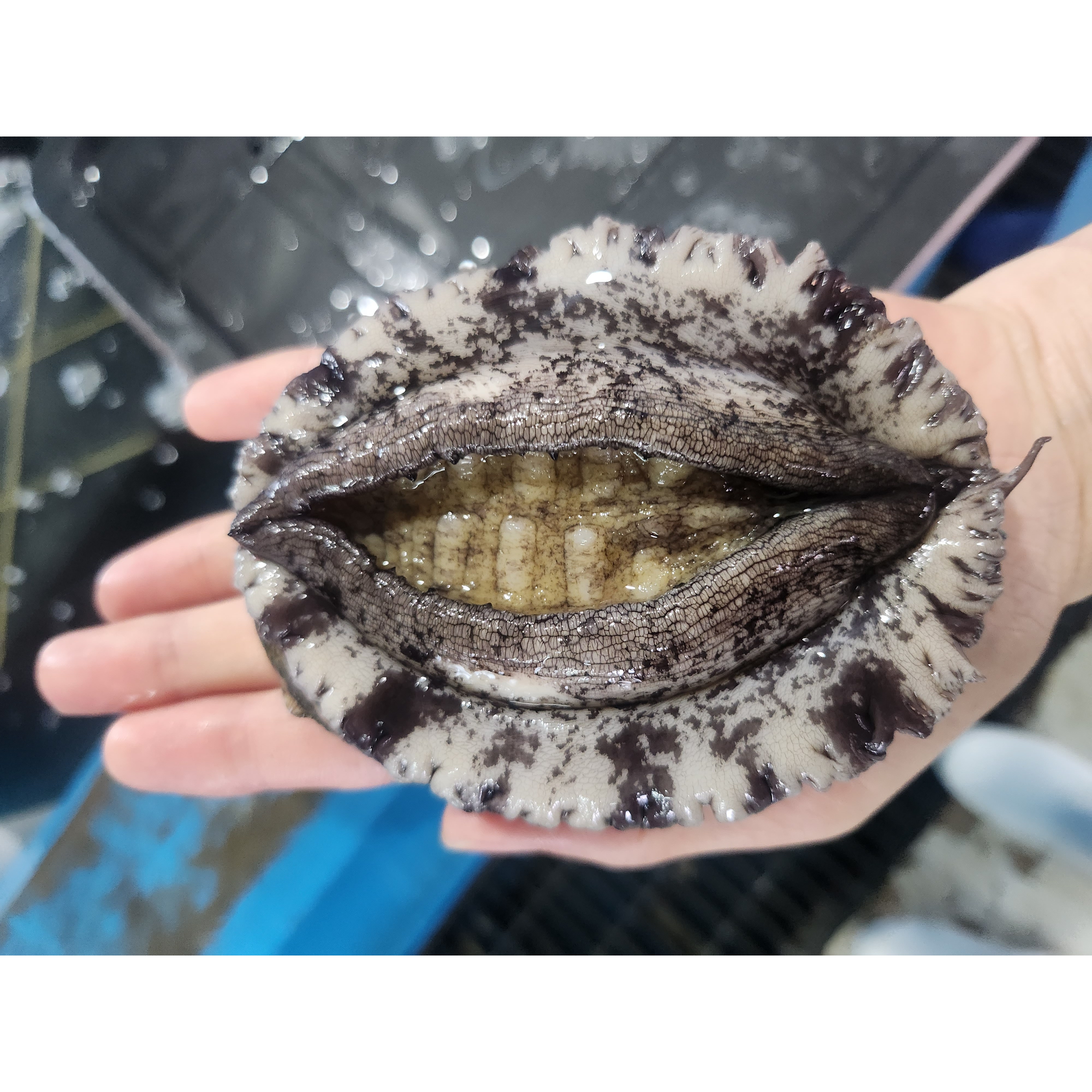 [횟감용특상품] 활전복 완도에서 바로 잡아올린 쫀득한 전복 산소포장 산지직송 24,980원