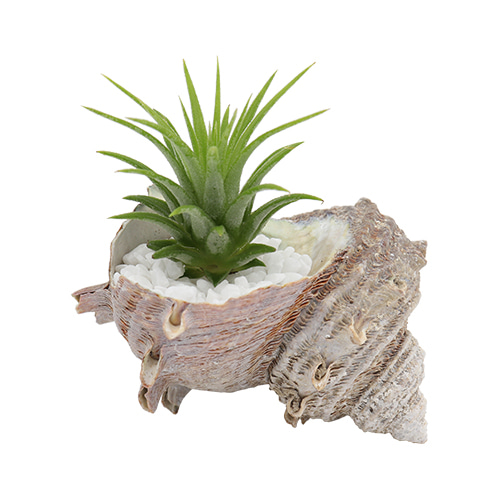 (한진과학)소라 껍데기 이오난사(5인 세트) 19,900원